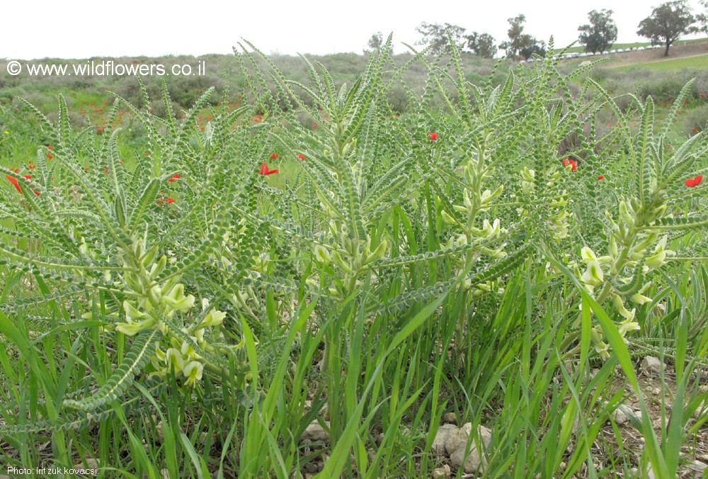 Astragalus aleppicus